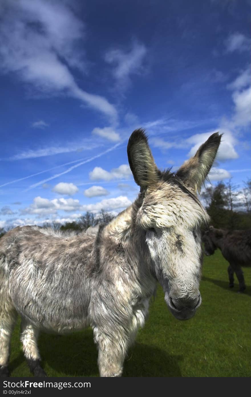 Donkey retired from the beach after years of ginving fun rides. Donkey retired from the beach after years of ginving fun rides