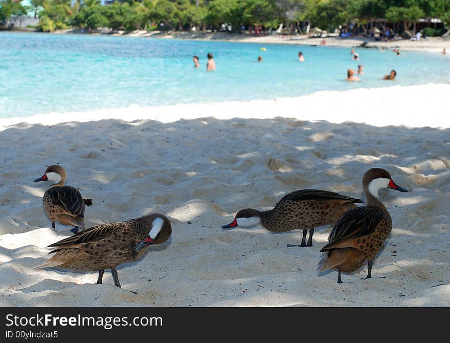 Ducks On A Beach