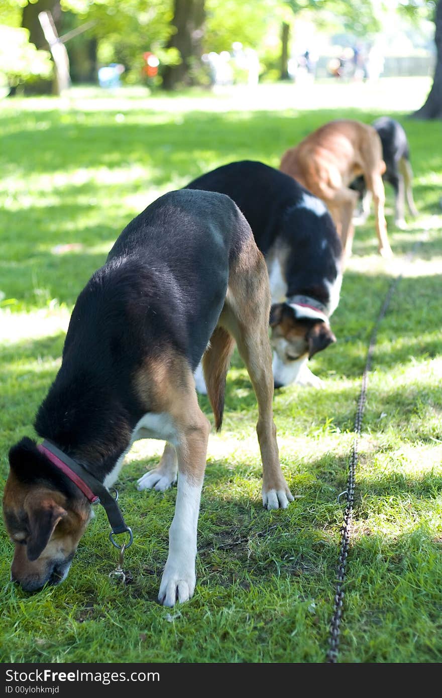 The harness dogs, colored photo