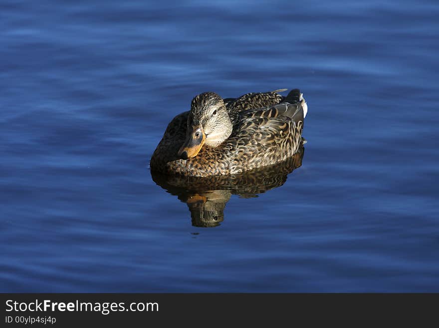 Female mallard duck on a local pond.