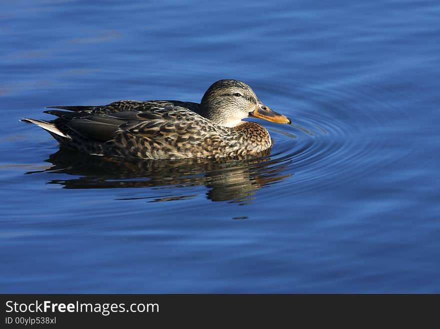 Female mallard duck on a local pond.