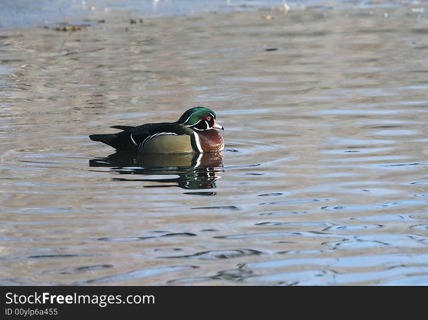 Beautiful wood duck on a local pond