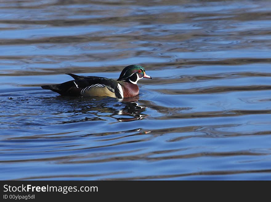 Beautiful wood duck on a local pond