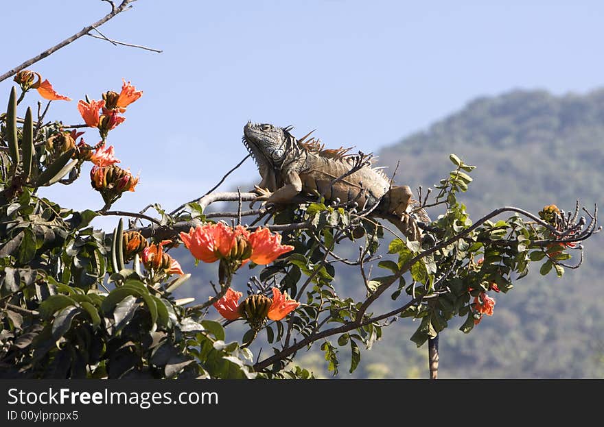 Brown iguana feeding in a hibiscus tree.