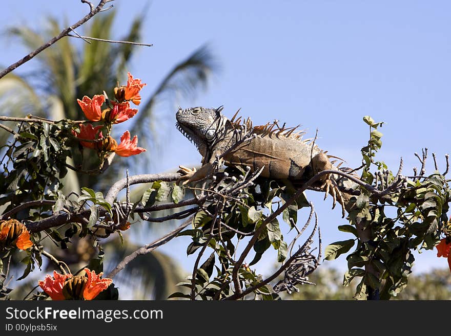 Brown iguana feeding in a habiscus tree.