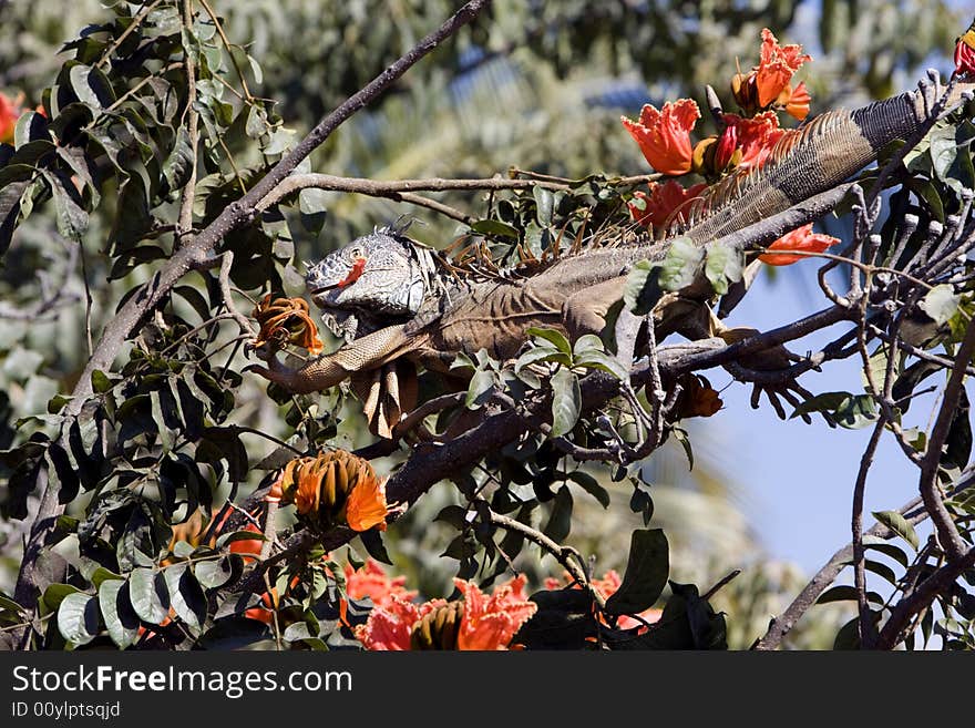 Brown iguana feeding in a habiscus tree.