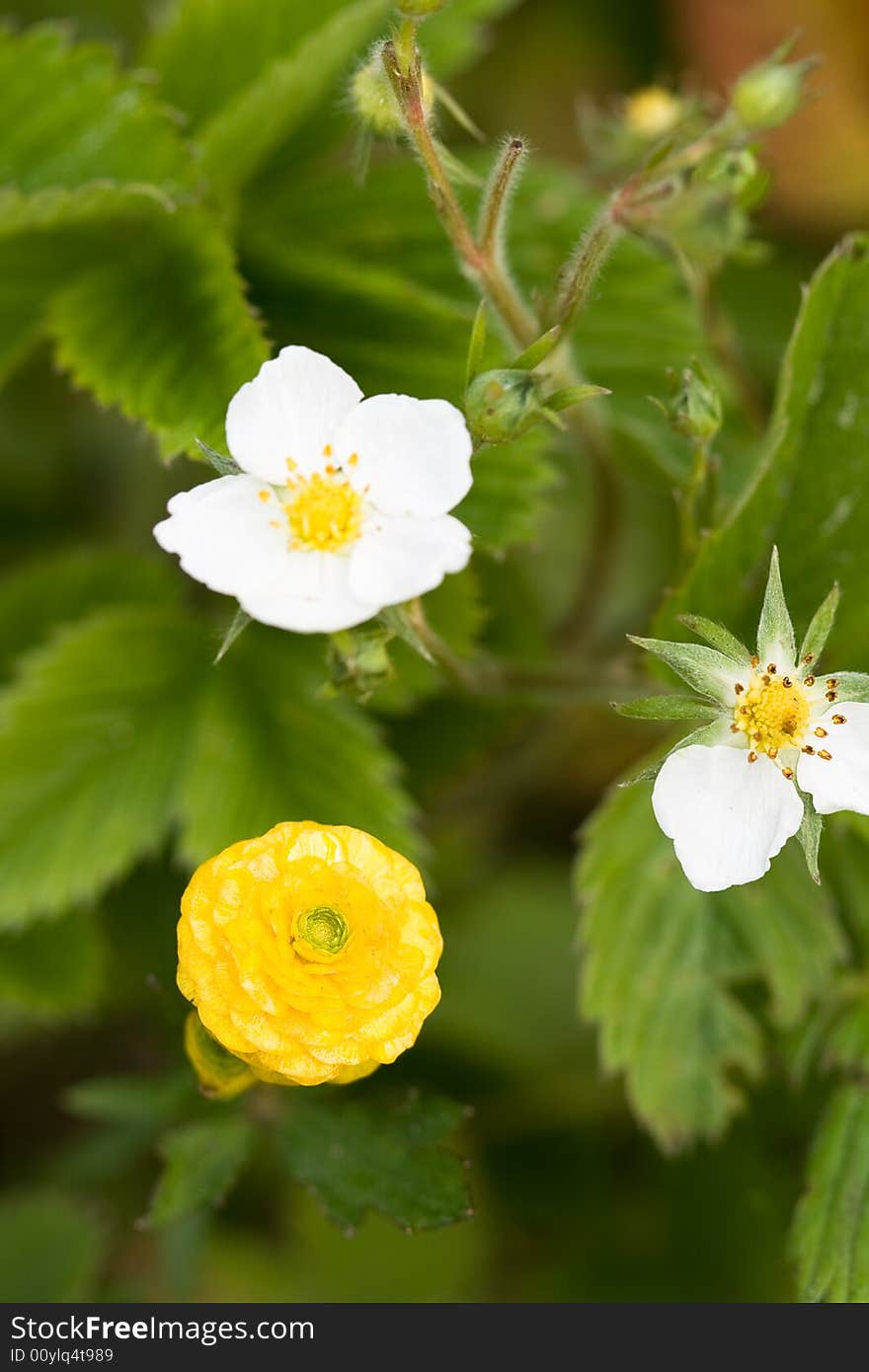 Yellow and white flowers