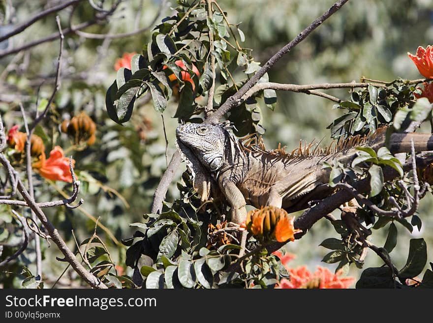 Brown iguana feeding in a habiscus tree.