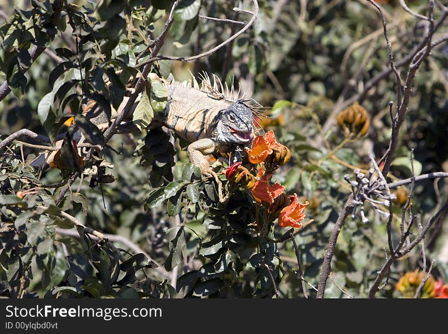 Brown iguana feeding in a habiscus tree.