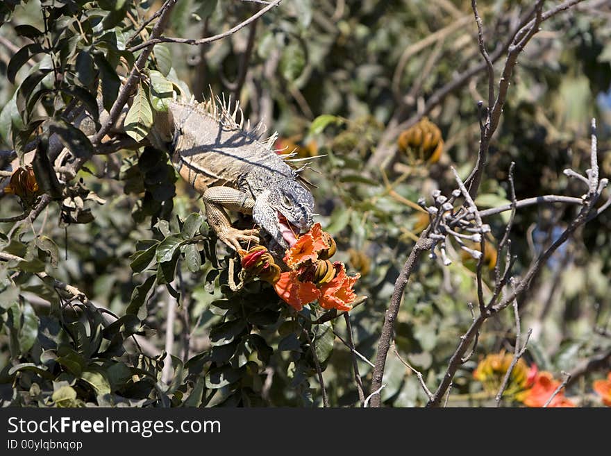 Brown iguana feeding in a habiscus tree.