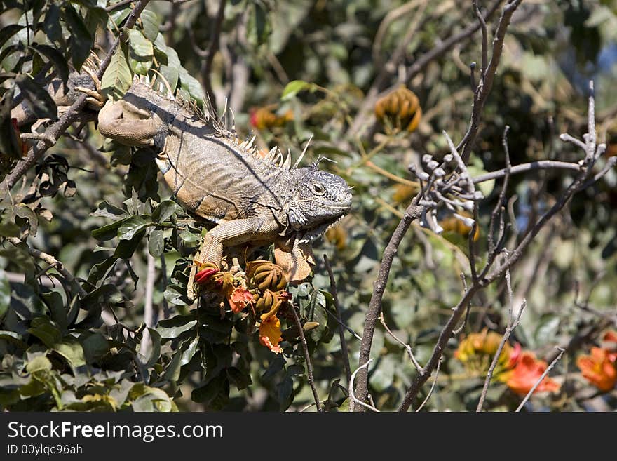 Brown iguana feeding in a hibiscus tree.