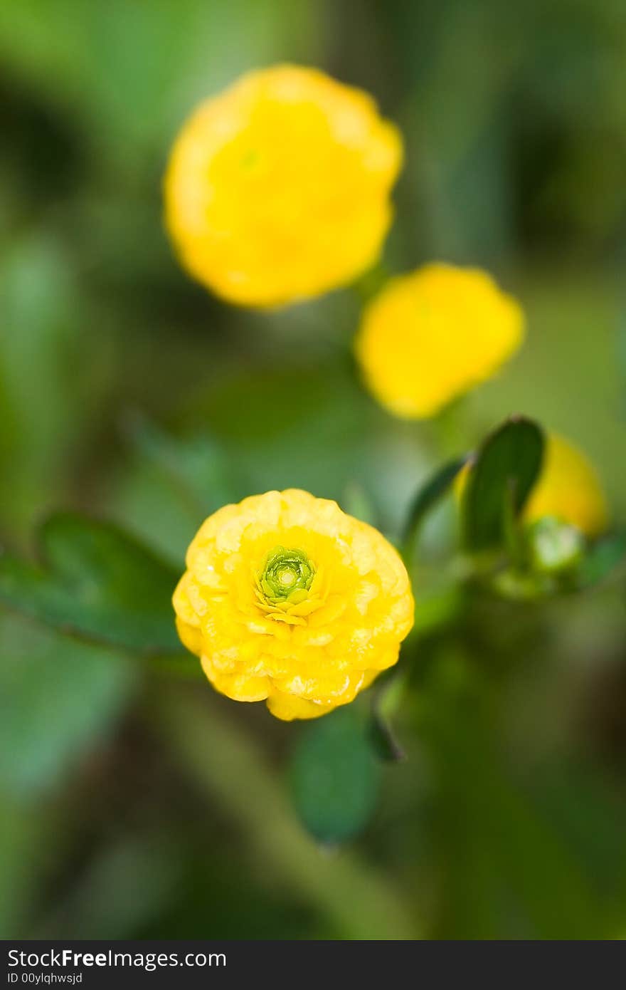 Yellow flowers on green background