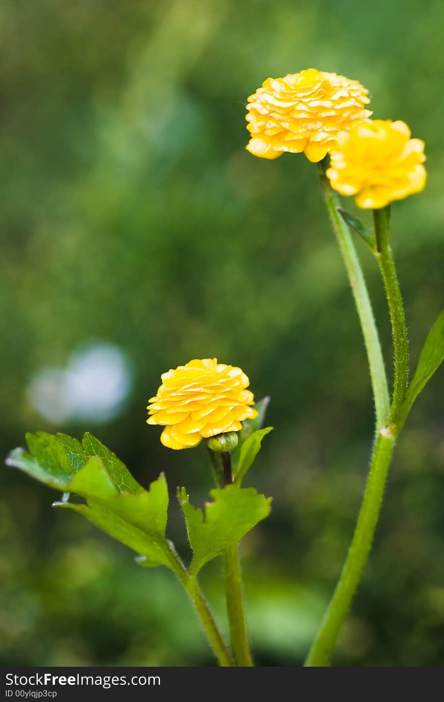 Yellow flowers on green background