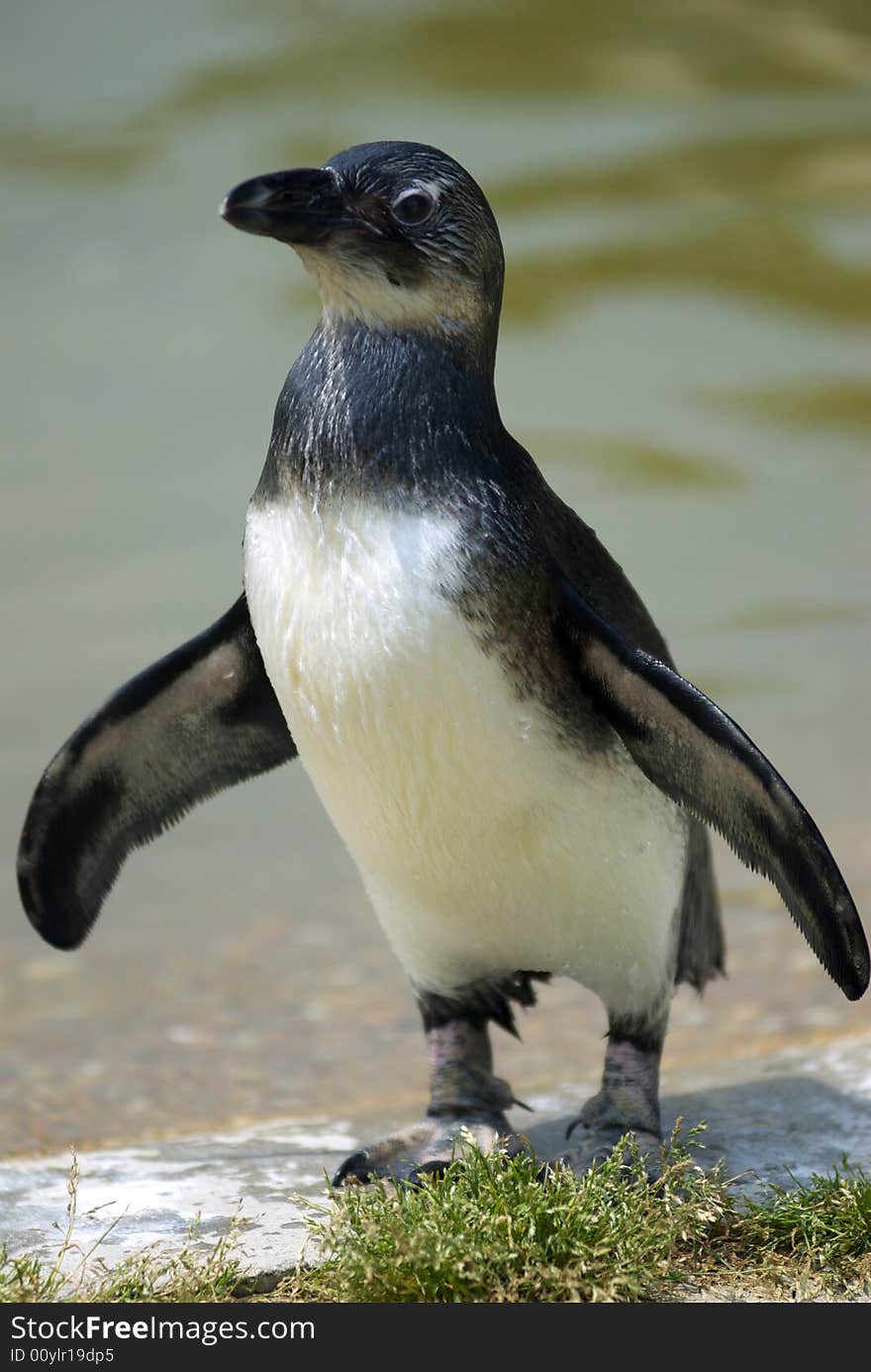 A single african penguin dries himself on the rocky shore line. A single african penguin dries himself on the rocky shore line