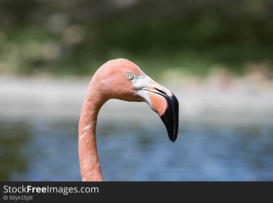 Pink flamingo