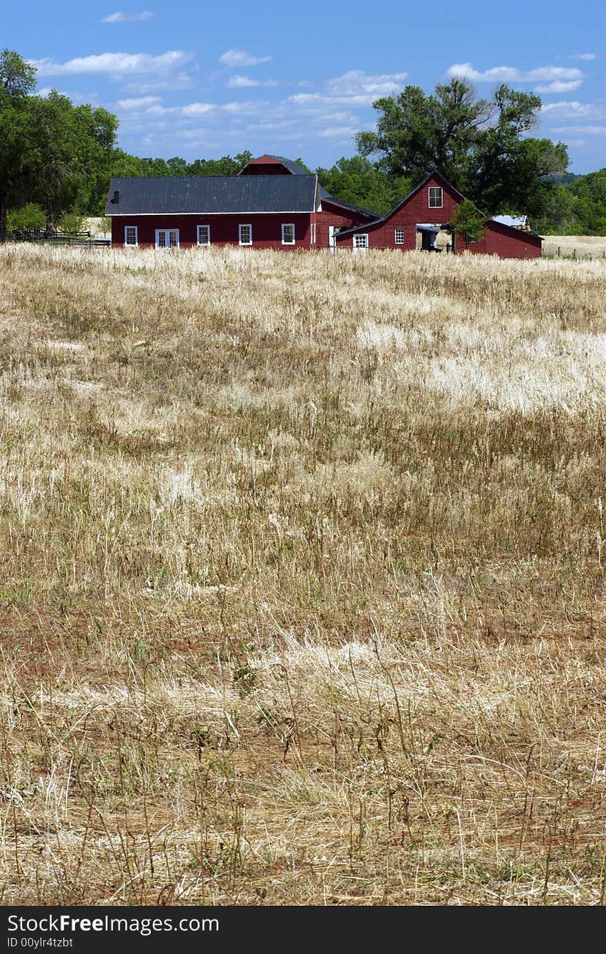 A Red Barn and farmhouse sit in the middle of wheat and grain fields. A Red Barn and farmhouse sit in the middle of wheat and grain fields