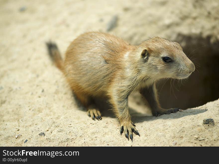 Prairie Dog