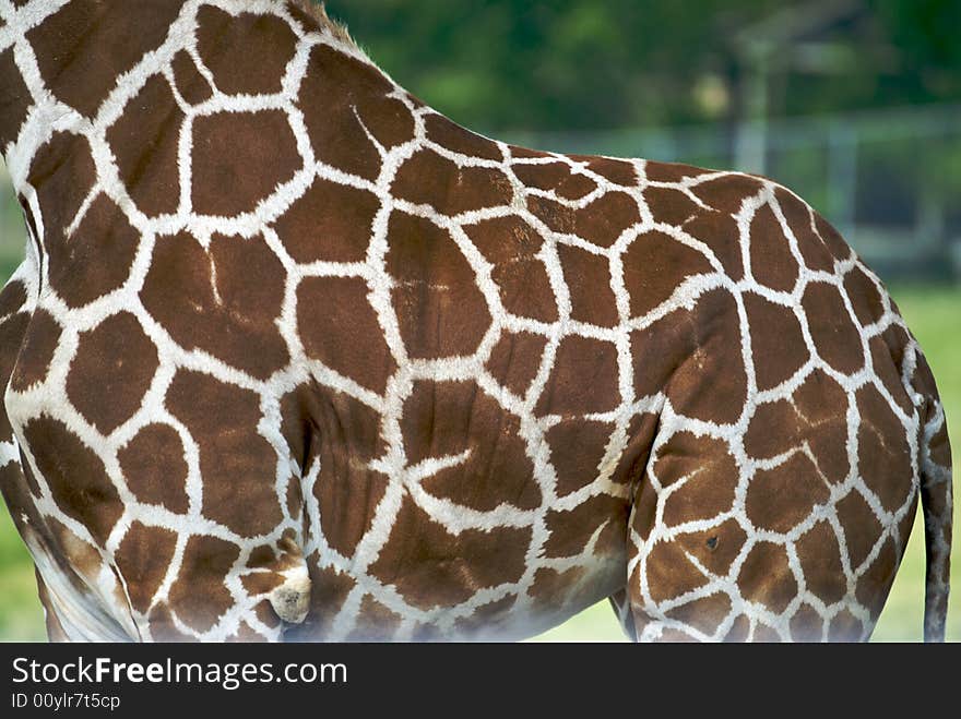 The hide of a giraffe is full of wonderful color and patterns. The hide of a giraffe is full of wonderful color and patterns