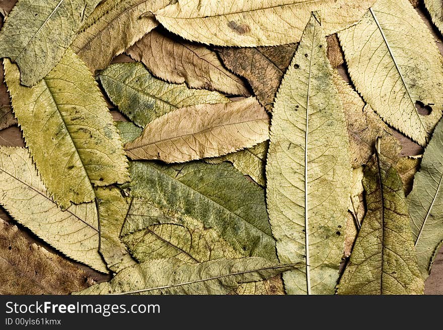 Autumn leaves background, close up shot. Autumn leaves background, close up shot.