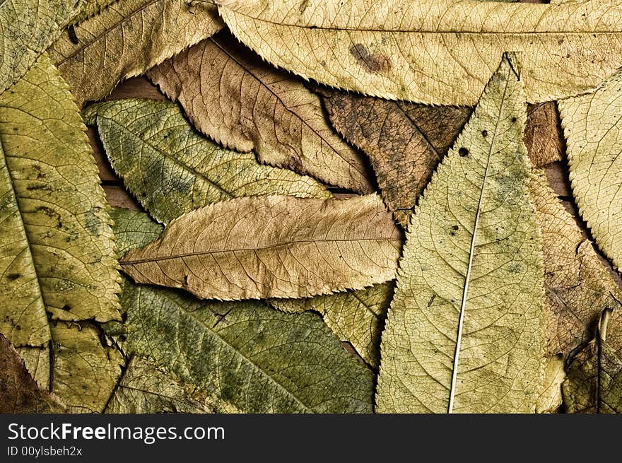 Autumn leaves background, close up shot. Autumn leaves background, close up shot.