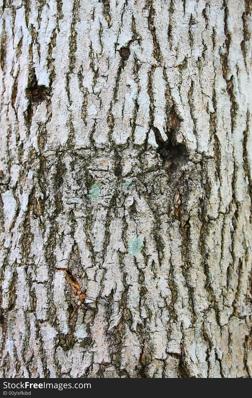 Bark of an old tree as texture background. Bark of an old tree as texture background.