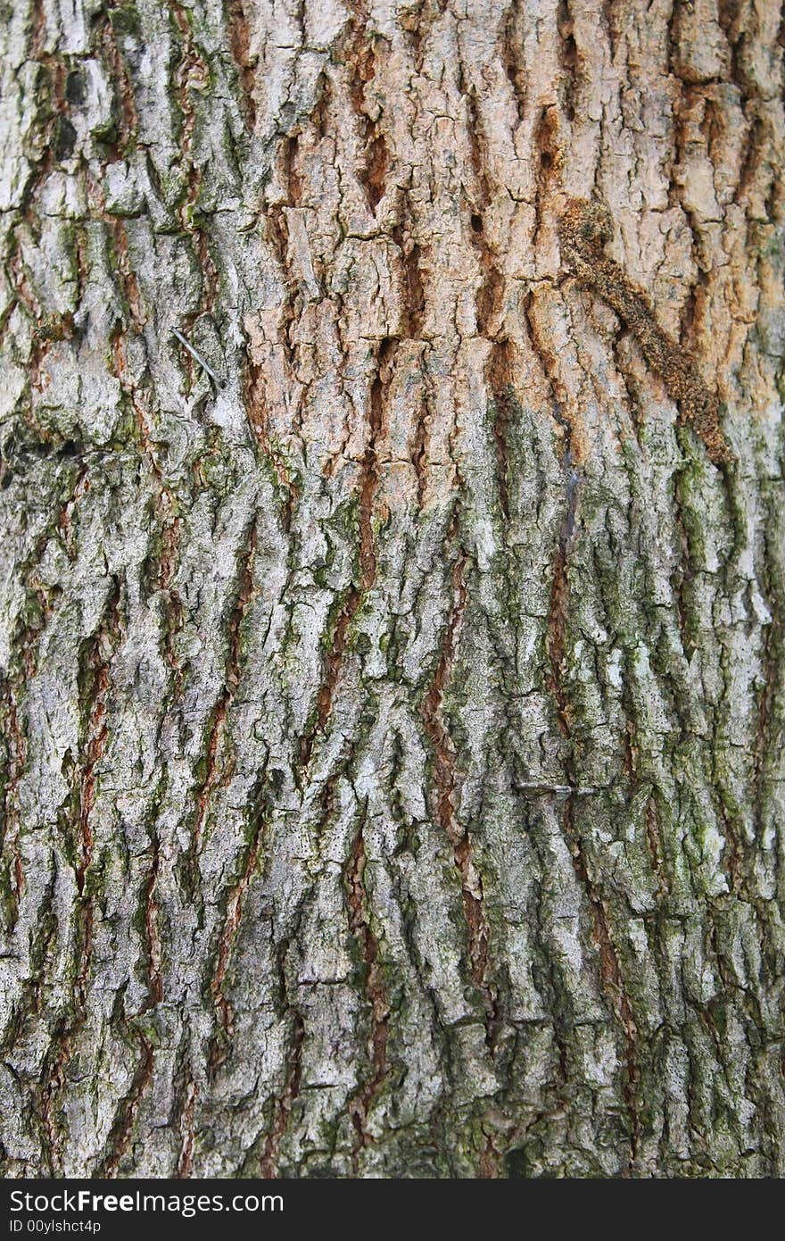 Bark of an old tree as texture background. Bark of an old tree as texture background.