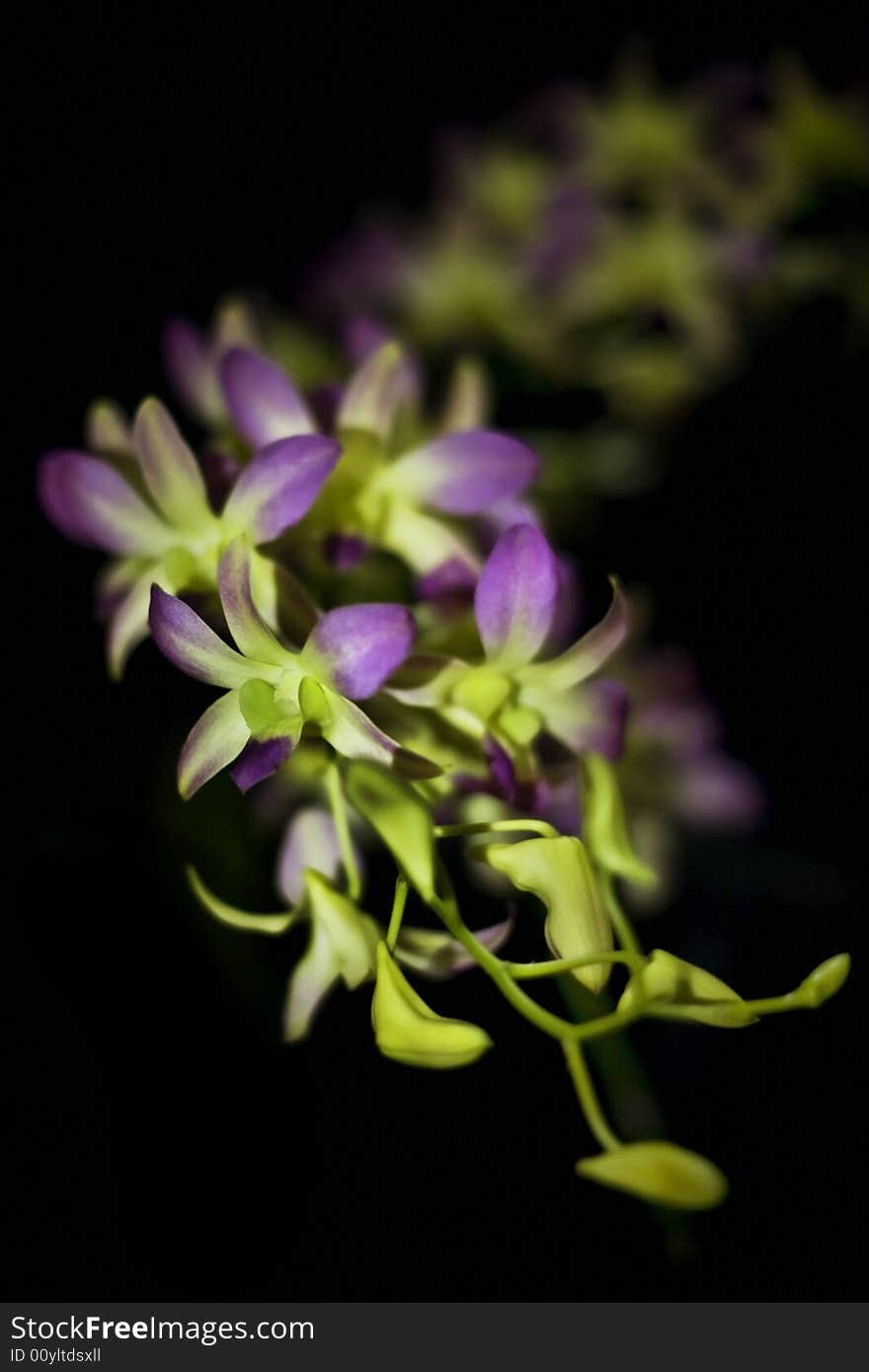 Purple blooms on a long stalk of an orchid plant. Purple blooms on a long stalk of an orchid plant.