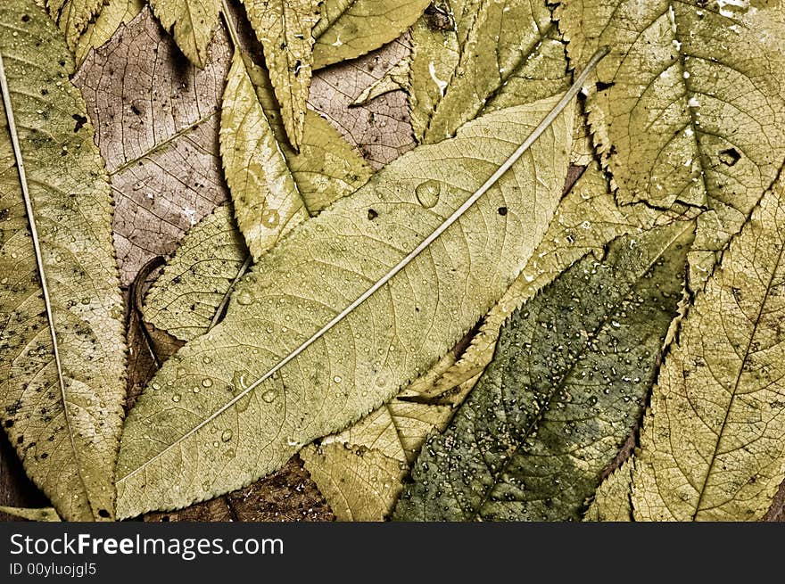 Autumn leaves background, close up shot. Autumn leaves background, close up shot.