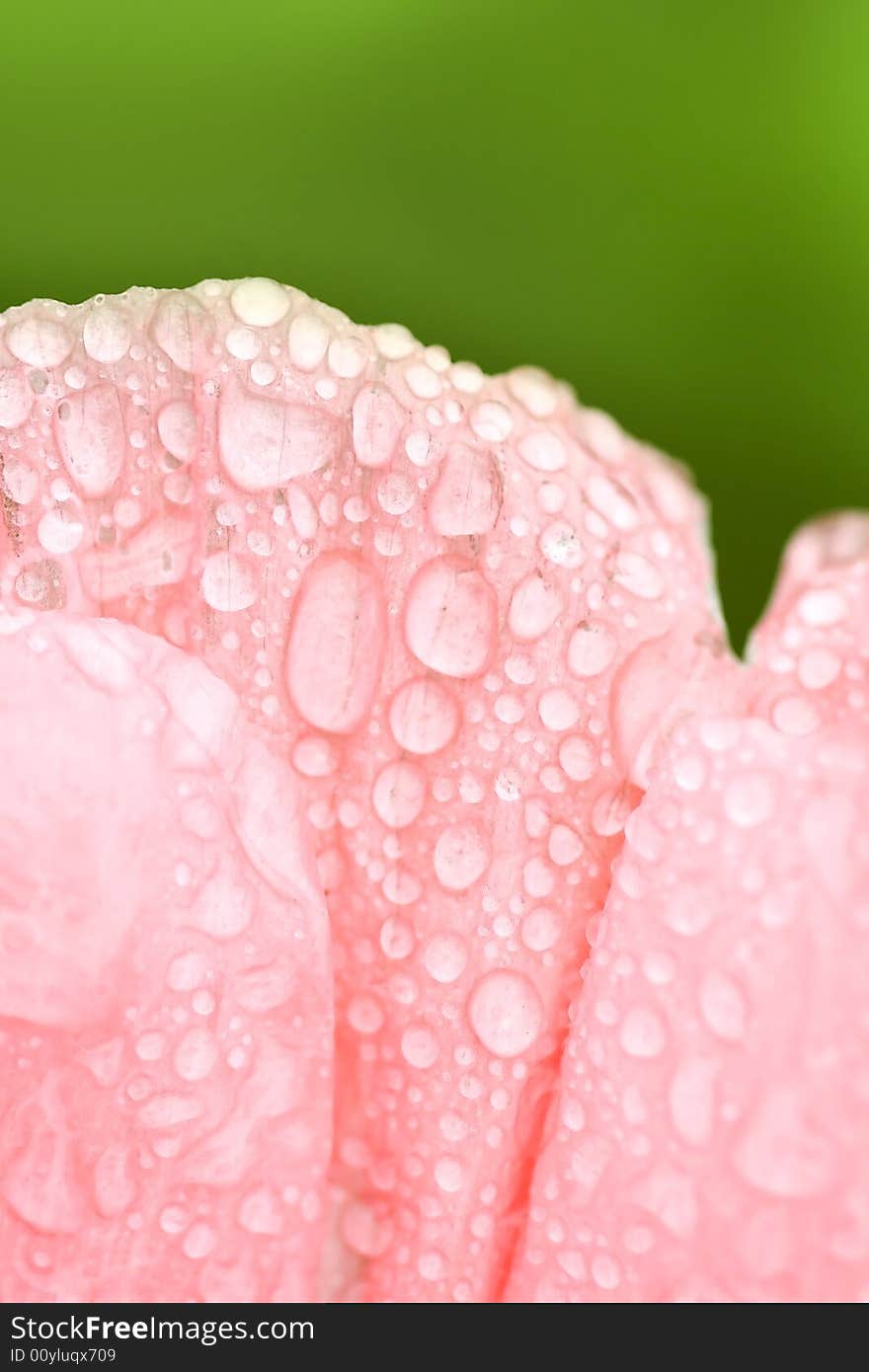 Water Drops On Petals