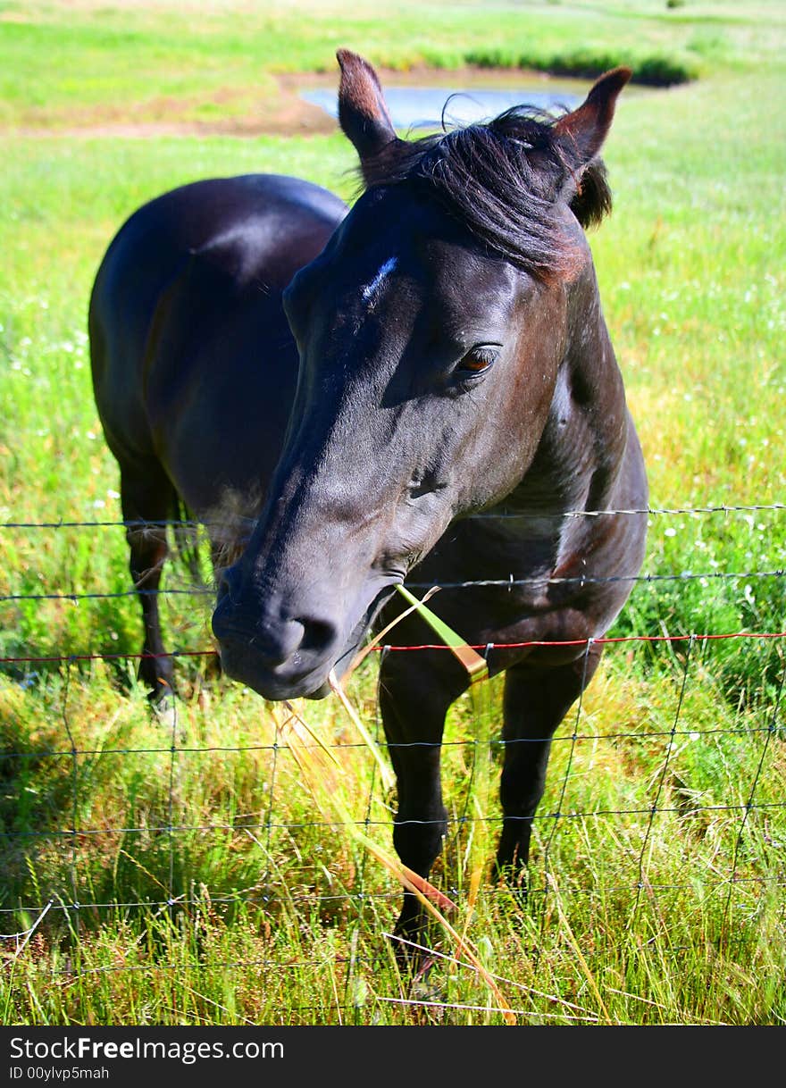 Black horse in the Field Leaning Over Fence