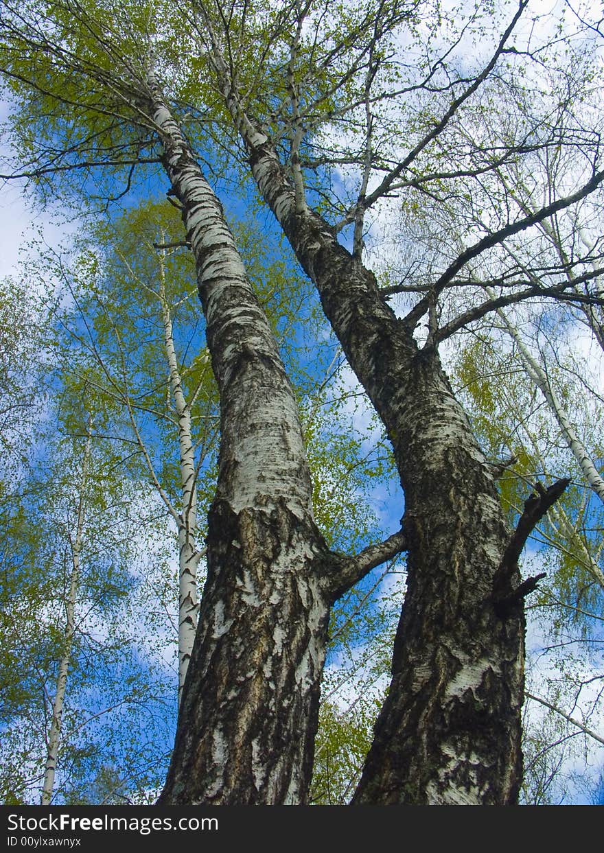 The spring sky through branches of a birch