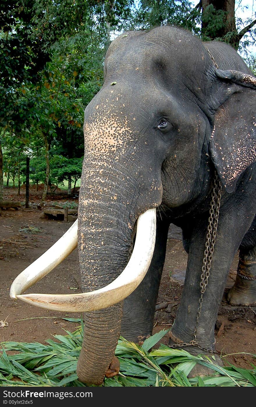 Elephants reservation in Sri Lanka