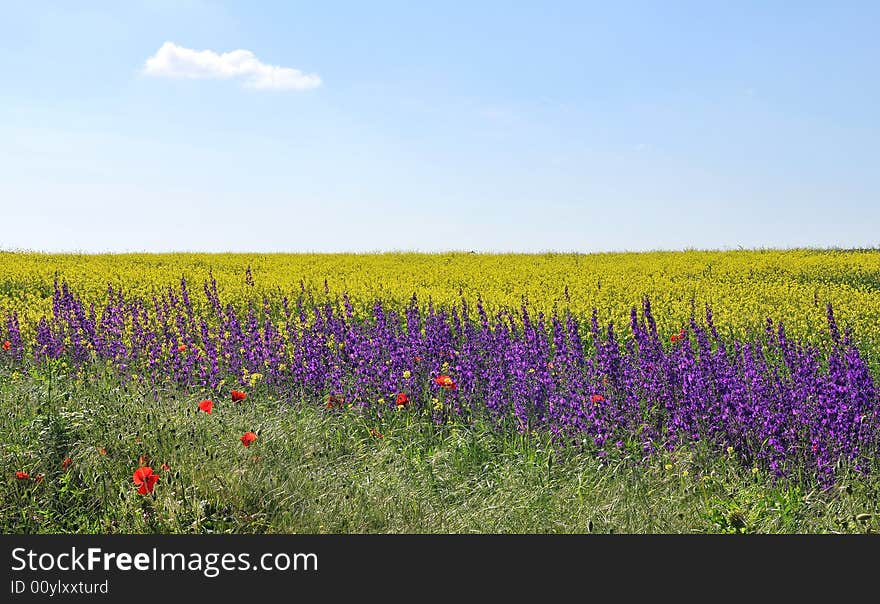 Summer Fields