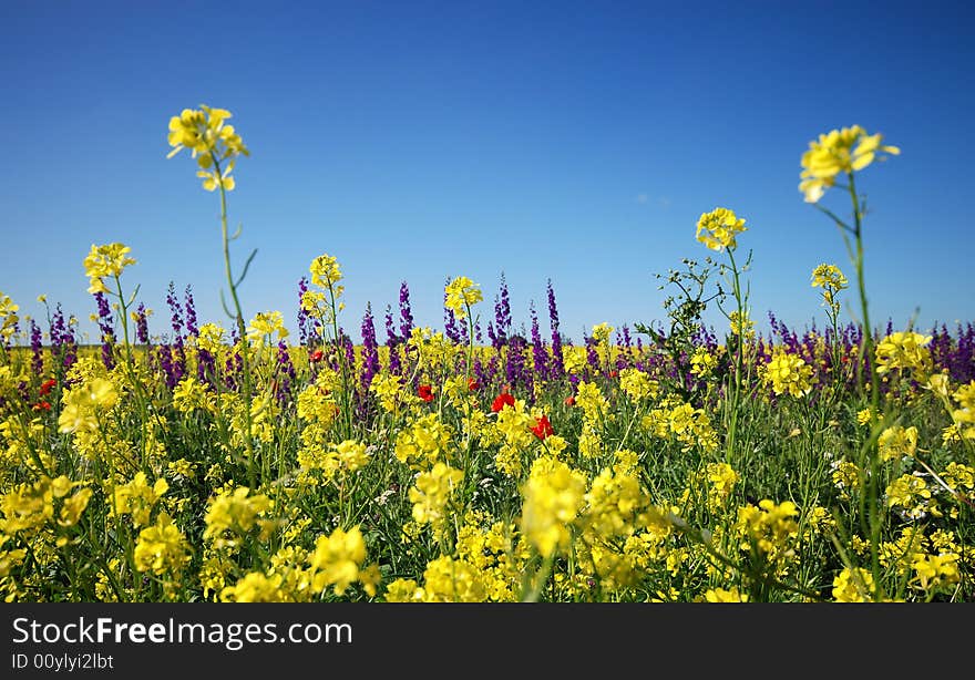 Summer Fields