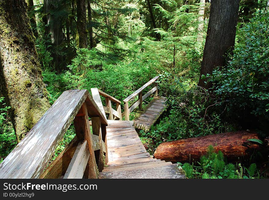 A ladder through rainforest in highlands, vicotria, british columbia, canada