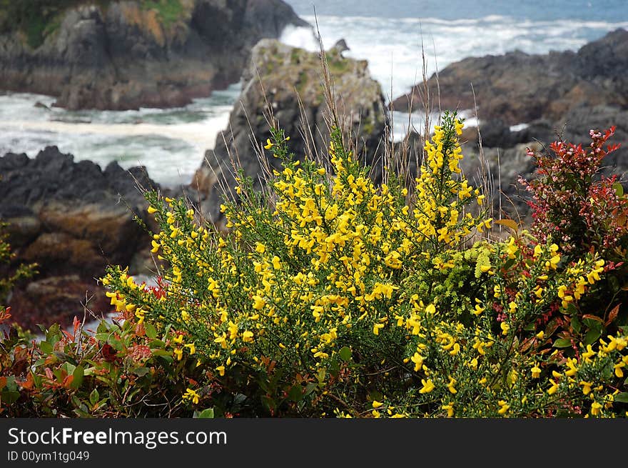 Blooming followers in pacific rim national park, british columbia, canada. Blooming followers in pacific rim national park, british columbia, canada