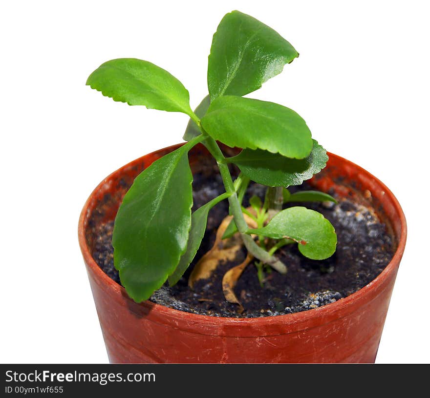 Medicinal, an indoor plant in a pot. Medicinal, an indoor plant in a pot