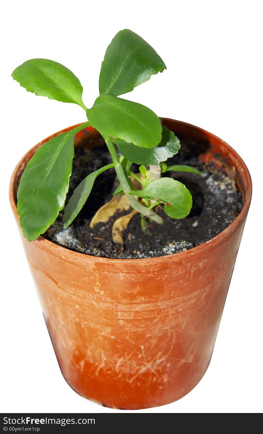 Medicinal, an indoor plant in a pot. Medicinal, an indoor plant in a pot