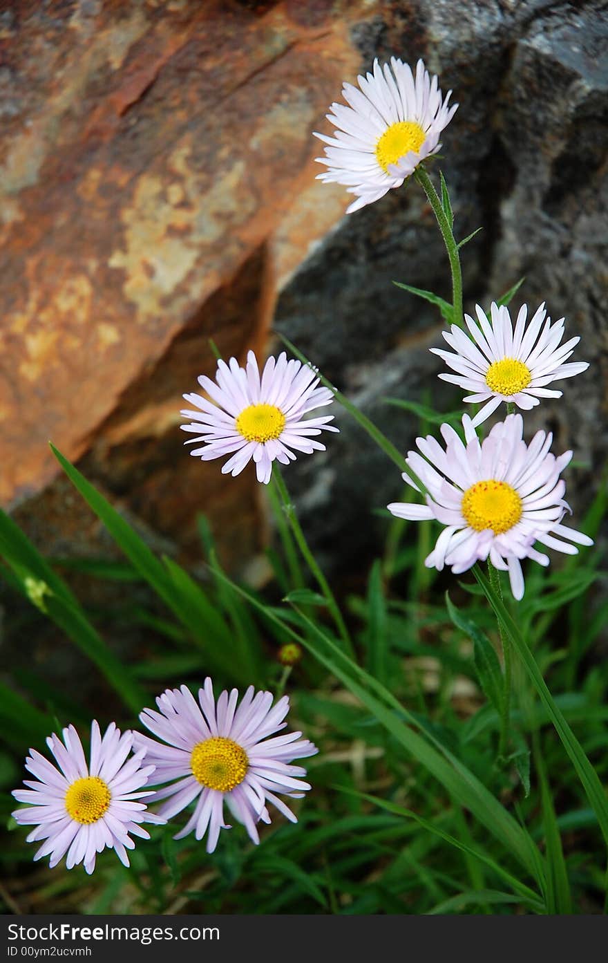 Blooming followers in pacific rim national park, british columbia, canada. Blooming followers in pacific rim national park, british columbia, canada