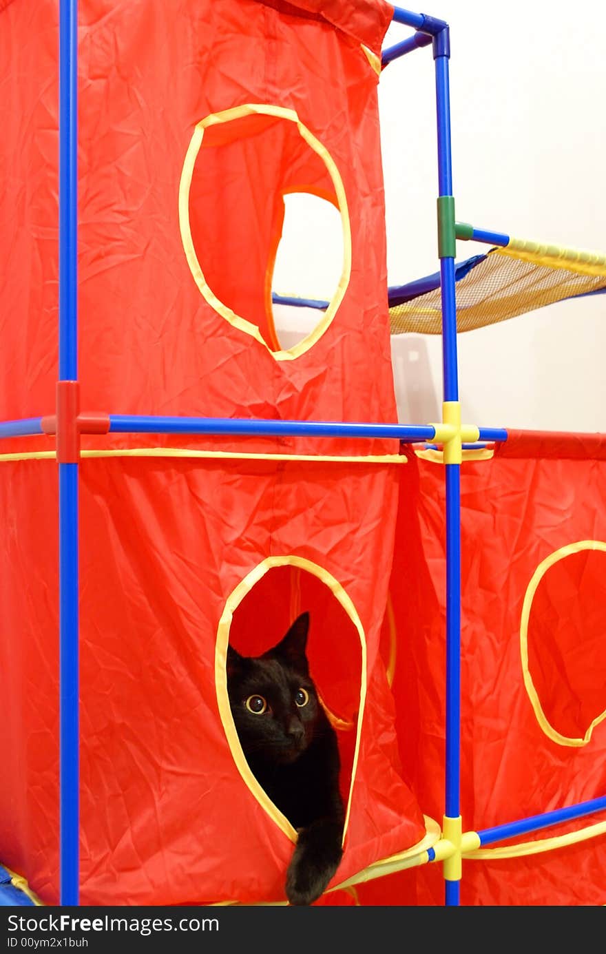 A cat relaxing in a pet playhouse. A cat relaxing in a pet playhouse