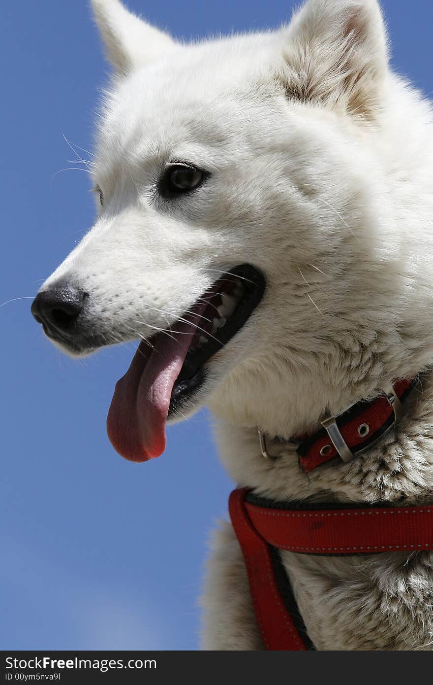 A beautiful potrait from a lady dog