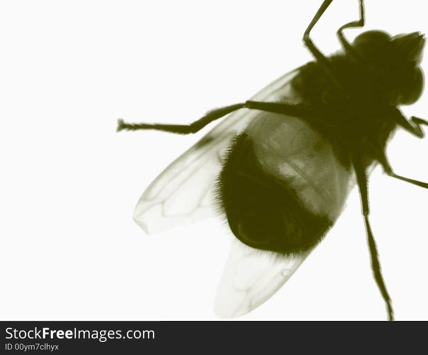 The fly sits on glass