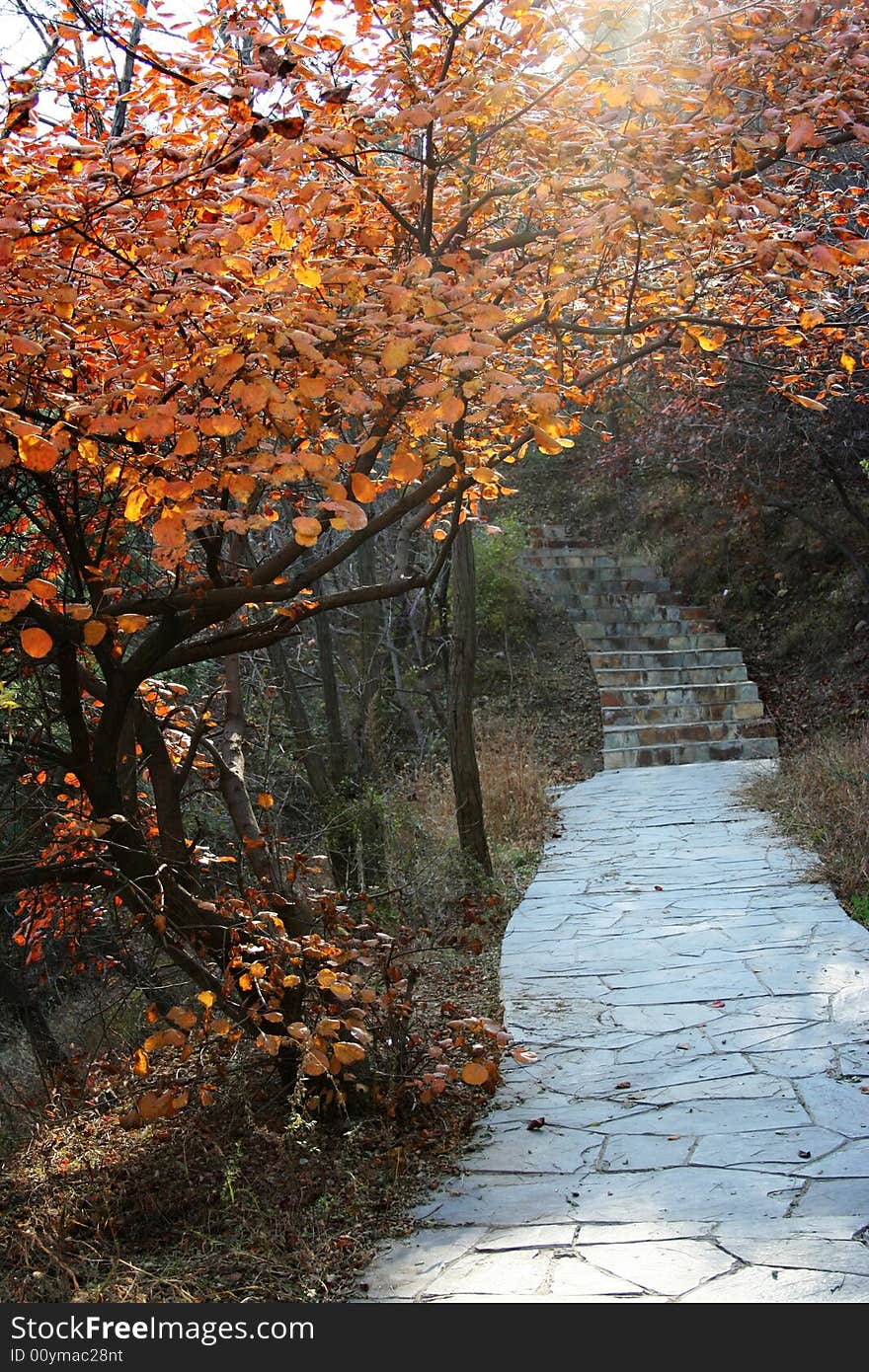 A beautiful tree on the side of the path