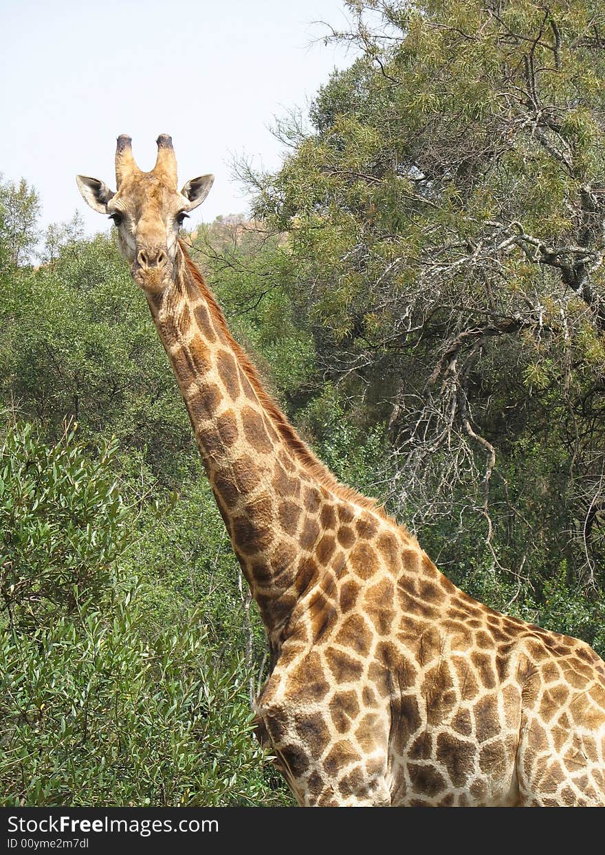 Portrait of a Giraffe standing in the bush