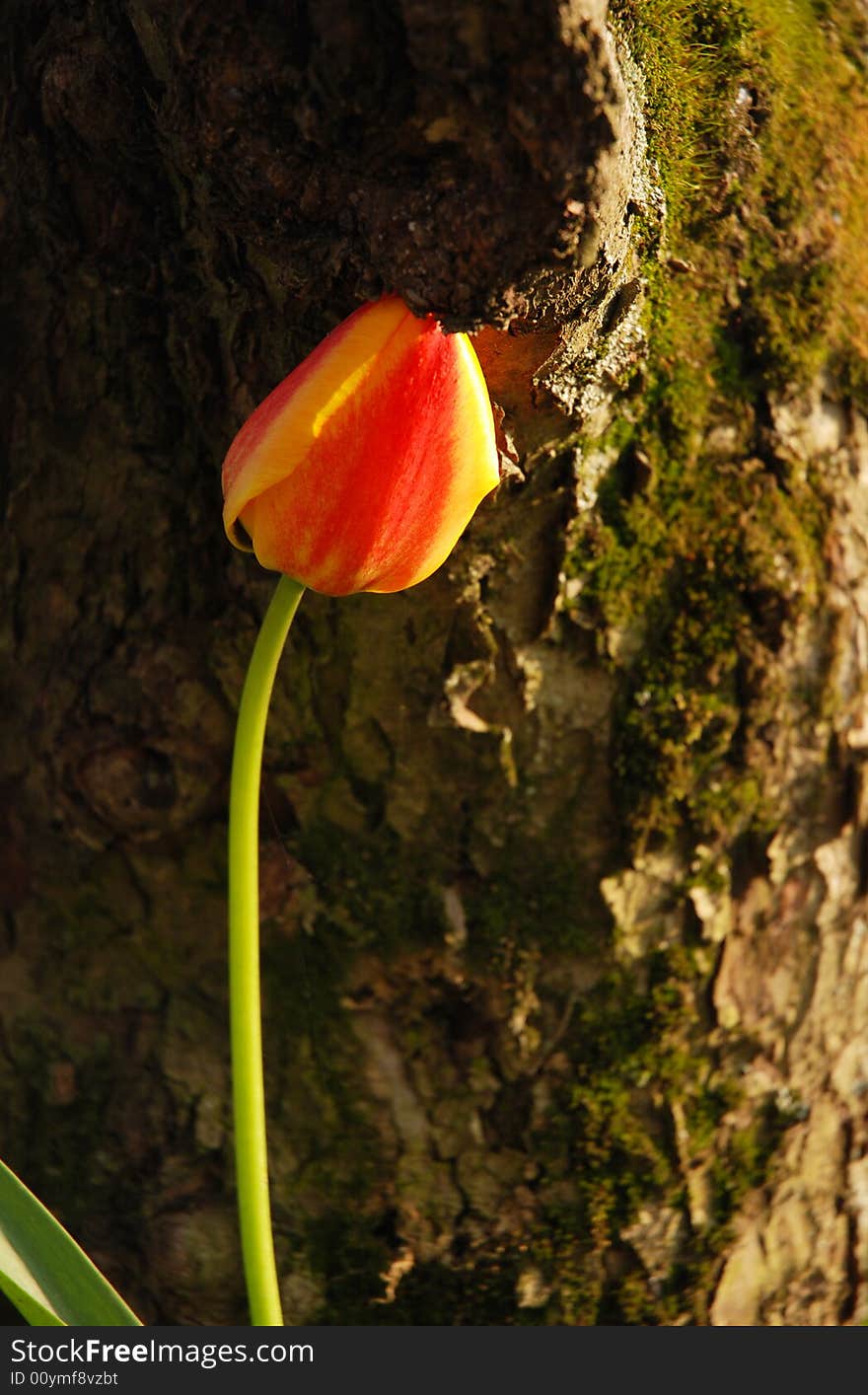 Single tulip