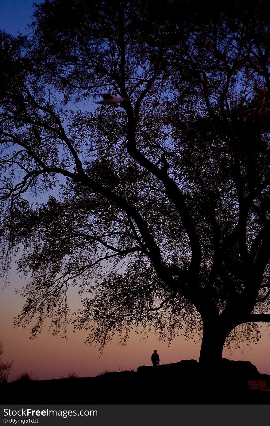 Tree in a park at sunset. Tree in a park at sunset.