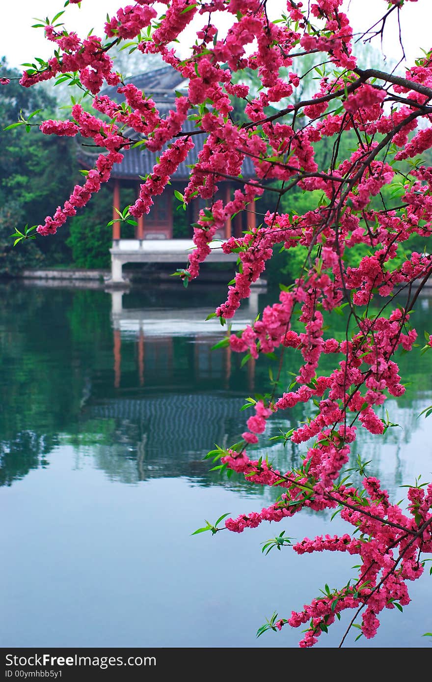 A summerhouse behind the peachblossom