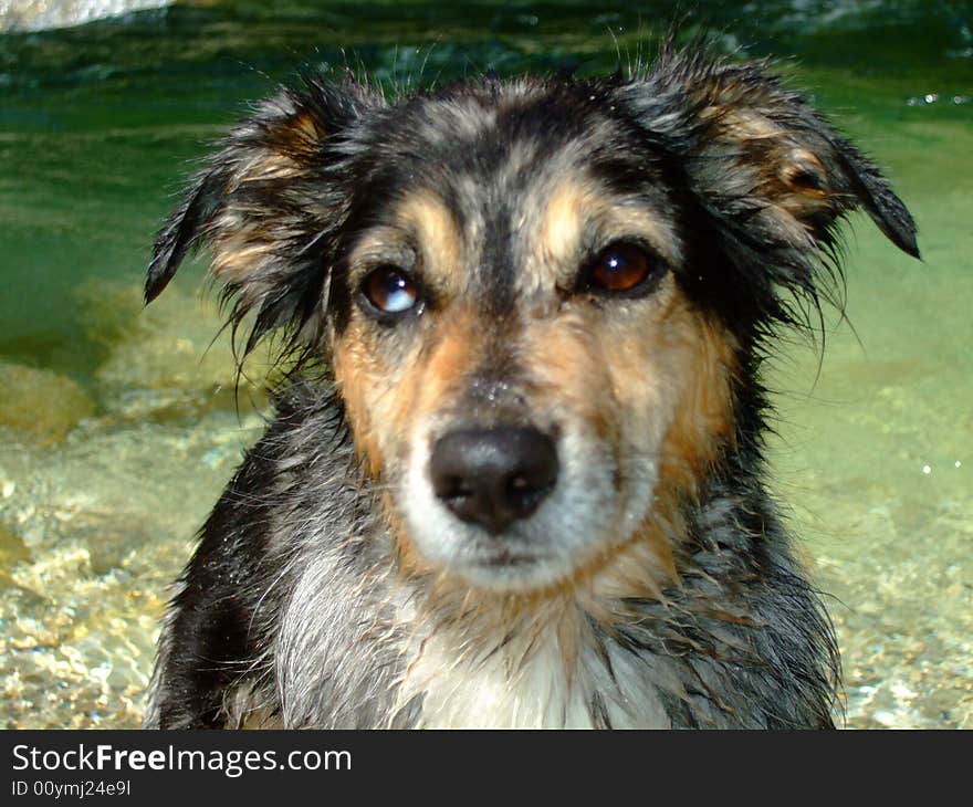 Dog standing on a beach. Dog standing on a beach