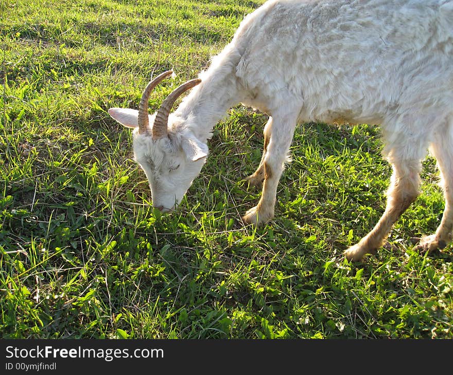 Goat on meadow on farm