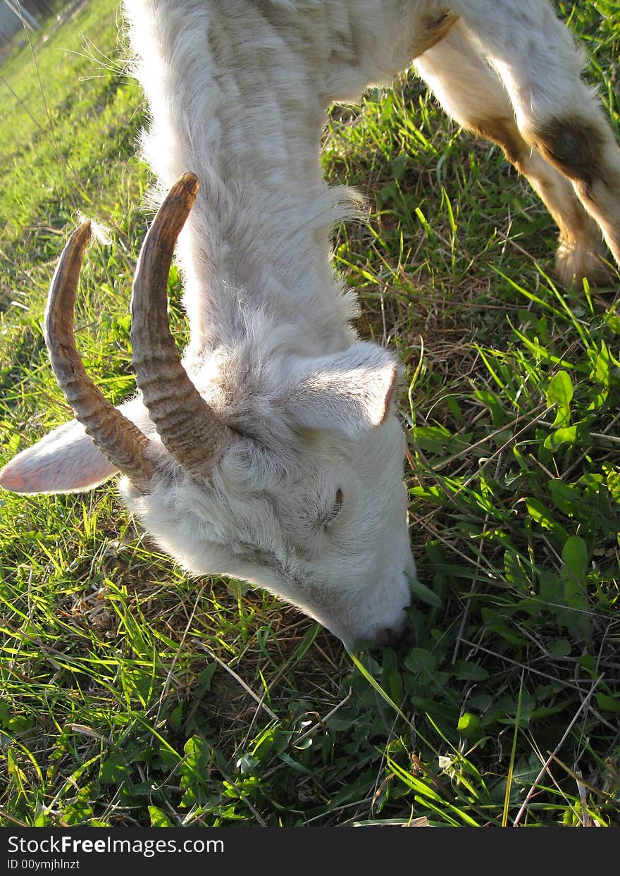 Goat on meadow on farm